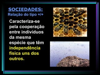 Caracteriza-se pela cooperação entre indivíduos da mesma espécie que têm  independência física uns dos outros.  SOCIEDADES:  Relação do tipo +/+ 