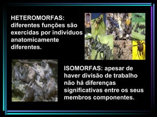 HETEROMORFAS: diferentes funções são exercidas por indivíduos anatomicamente diferentes. ISOMORFAS: apesar de haver divisão de trabalho não há diferenças significativas entre os seus membros componentes. 