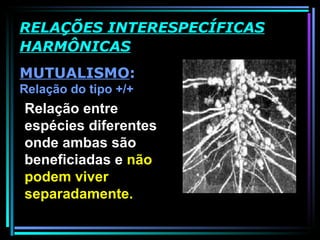 MUTUALISMO :  Relação do tipo +/+ RELAÇÕES INTERESPECÍFICAS HARMÔNICAS Relação entre espécies diferentes onde ambas são beneficiadas e  não podem viver separadamente.  