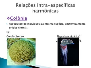 Colônia Associação de indivíduos da mesma espécie, anatomicamente unidos entre si. Ex: Coral-cérebro  Physalia (cnidários) (Colônia isomorfa)  Colônia heteromorfa  