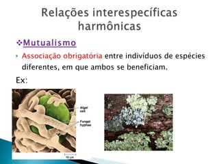 Mutualismo Associação obrigatória  entre indivíduos de espécies diferentes, em que ambos se beneficiam. Ex: Líquens 