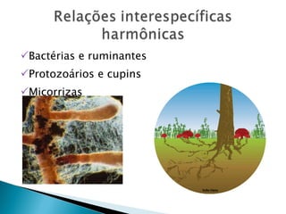 Bactérias e ruminantes Protozoários e cupins Micorrizas 