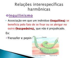 Inquilinismo Associação em que um indivíduo  (inquilino)  se beneficia pelo fato de se fixar ou se abrigar no outro  (hospedeiro),  que não é prejudicado. Ex: Fierasfer e pepino-do-mar 