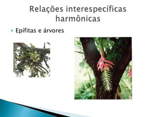 Epífitas e árvores 