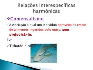 Comensalismo Associação a qual um indivíduo  aproveita os restos de alimentos ingeridos pelo outro ,  sem prejudicá-lo. Ex: Tubarão e peixe-piloto  