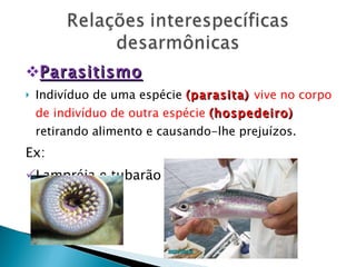 Parasitismo Indivíduo de uma espécie  (parasita)  vive no corpo de indivíduo de outra espécie  (hospedeiro)  retirando alimento e causando-lhe prejuízos.  Ex: Lampréia e tubarão 