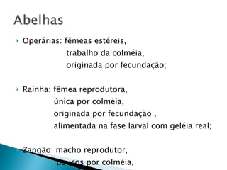 Operárias: fêmeas estéreis, trabalho da colméia, originada por fecundação; Rainha: fêmea reprodutora, única por colméia, originada por fecundação , alimentada na fase larval com geléia real; Zangão: macho reprodutor, poucos por colméia, morrem após o vôo nupcial, originado por partenogênese.  