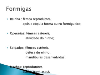 Rainha : fêmea reprodutora, após a cópula forma outro formigueiro;  Operárias: fêmeas estéreis, atividade do ninho;  Soldados: fêmeas estéreis, defesa do ninho, mandíbulas desenvolvidas;  Machos: reprodutores, alados (com asas), aparecem uma vez ao ano, morrem após o vôo nupcial.  