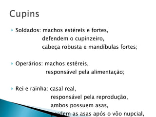 Soldados: machos estéreis e fortes, defendem o cupinzeiro, cabeça robusta e mandíbulas fortes; Operários: machos estéreis, responsável pela alimentação; Rei e rainha: casal real, responsável pela reprodução, ambos possuem asas, perdem as asas após o vôo nupcial, originam novos cupinzeiros.  