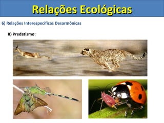 6) Relações Interespecíficas Desarmônicas
II) Predatismo:
Relações EcológicasRelações Ecológicas
 