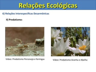 6) Relações Interespecíficas Desarmônicas
II) Predatismo:
Relações EcológicasRelações Ecológicas
Vídeo: Predatismo Percevejo e formigas Vídeo: Predatismo Aranha e Abelha
 