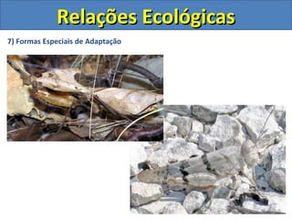 7) Formas Especiais de Adaptação
Relações EcológicasRelações Ecológicas
 
