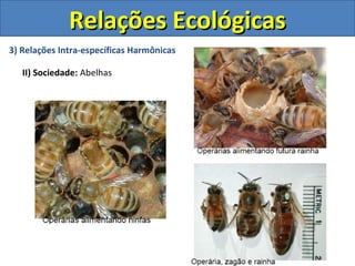 3) Relações Intra-específicas Harmônicas
II) Sociedade: Abelhas
Relações EcológicasRelações Ecológicas
 