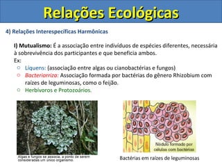 4) Relações Interespecíficas Harmônicas
I) Mutualismo: É a associação entre indivíduos de espécies diferentes, necessária
à sobrevivência dos participantes e que beneficia ambos.
Ex:
o Líquens: (associação entre algas ou cianobactérias e fungos)
o Bacteriorriza: Associação formada por bactérias do gênero Rhizobium com
raízes de leguminosas, como o feijão.
o Herbívoros e Protozoários.
Relações EcológicasRelações Ecológicas
Bactérias em raízes de leguminosas
 