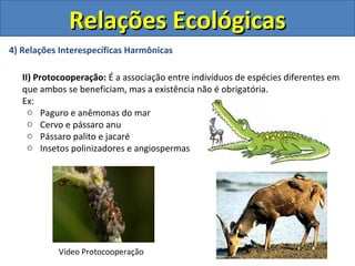 4) Relações Interespecíficas Harmônicas
II) Protocooperação: É a associação entre indivíduos de espécies diferentes em
que ambos se beneficiam, mas a existência não é obrigatória.
Ex:
o Paguro e anêmonas do mar
o Cervo e pássaro anu
o Pássaro palito e jacaré
o Insetos polinizadores e angiospermas
Relações EcológicasRelações Ecológicas
Vídeo Protocooperação
 