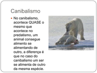 Canibalismo
 No canibalismo,
 acontece QUASE o
 mesmo que
 acontece no
 predatismo, um
 animal consegue
 alimento se
 alimentando de
 outro, a diferença é
 que no caso do
 canibalismo um ser
 se alimenta de outro
 da mesma espécie.
 