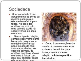 Sociedade
 Uma sociedade é um
  agrupamento de seres da
  mesma espécie que
  oferece benefícios para
  todos. No caso das
  abelhas por exemplo,
  uma colmeia ajuda na
  sobrevivência de seus
  membros.
    Nesse tipo de relação,
  sempre observamos uma
  hierarquia, já que cada
  um desempenha seu           • Como é uma relação entre
  papel de acordo com         membros da mesma espécie
  suas capacidades. No        e oferece benefícios para
  caso da colmeia, as
  abelhas operárias são as    todos, chamamos essa
  menores e fracas, por       relação de intraespecífica
  isso, seu principal papel   harmônica.
 