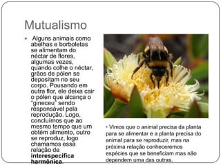 Mutualismo
 Alguns animais como
  abelhas e borboletas
  se alimentam do
  néctar de flores,
  algumas vezes,
  quando colhe o néctar,
  grãos de pólen se
  depositam no seu
  corpo. Pousando em
  outra flor, ele deixa cair
  o pólen que alcança o
  “gineceu” sendo
  responsável pela
  reprodução. Logo,
  concluímos que ao
  mesmo tempo que um           • Vimos que o animal precisa da planta
  obtém alimento, outro        para se alimentar e a planta precisa do
  se reproduz, logo            animal para se reproduzir, mas na
  chamamos essa                próxima relação conheceremos
  relação de
  interespecífica              espécies que se beneficiam mas não
  harmônica.                   dependem uma das outras.
 