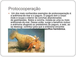 Protocooperação
 Um dos mais conhecidos exemplos de protocooperação é
 a anêmona-do-mar e o paguro. O paguro tem o corpo
 mole e ocupa o interior de conchas abandonadas
 de gastrópodes. Sobre a concha, instala-se uma ou mais
 anêmonas-do-mar. Dessa união, surge o benefício mútuo:
 a anêmona afugenta os predadores do paguro, e este, ao
 se deslocar, contribui para que a anêmona encontre
 alimento. É uma relação interespecífica harmônica.
 