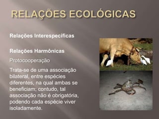 Relações Interespecíficas
Relações Harmônicas
Protocooperação
Trata-se de uma associação
bilateral, entre espécies
diferentes, na qual ambas se
beneficiam; contudo, tal
associação não é obrigatória,
podendo cada espécie viver
isoladamente.
 