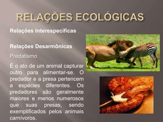 Relações Interespecíficas
Relações Desarmônicas
Predatismo
É o ato de um animal capturar
outro para alimentar-se. O
predador e a presa pertencem
a espécies diferentes. Os
predadores são geralmente
maiores e menos numerosos
que suas presas, sendo
exemplificados pelos animais
carnívoros.
 
