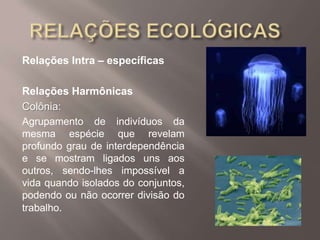 Relações Intra – específicas
Relações Harmônicas
Colônia:
Agrupamento de indivíduos da
mesma espécie que revelam
profundo grau de interdependência
e se mostram ligados uns aos
outros, sendo-lhes impossível a
vida quando isolados do conjuntos,
podendo ou não ocorrer divisão do
trabalho.
 