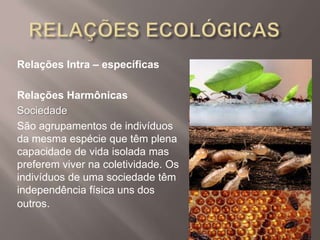 Relações Intra – específicas
Relações Harmônicas
Sociedade
São agrupamentos de indivíduos
da mesma espécie que têm plena
capacidade de vida isolada mas
preferem viver na coletividade. Os
indivíduos de uma sociedade têm
independência física uns dos
outros.
 