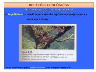 RELAÇÕES ECOLÓGICAS
RELAÇÕES HARMÔNICAS INTERESPECÍFICASRELAÇÕES HARMÔNICAS INTERESPECÍFICAS
d) Inquilinismo → benefício para uma das espécies, sem prejuízo para a
outra, que a abriga.
 No inquilinismo não há relações tróficas entre as espécies envolvidas.
 