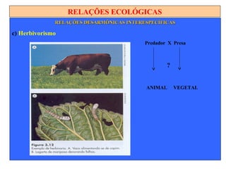 RELAÇÕES ECOLÓGICAS
RELAÇÕES DESARMÔNICAS INTERESPECÍFICASRELAÇÕES DESARMÔNICAS INTERESPECÍFICAS
c) Herbivorismo
Predador X Presa
?
ANIMAL VEGETAL
 
