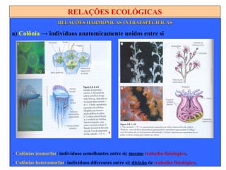 RELAÇÕES ECOLÓGICAS
RELAÇÕES HARMÔNICAS INTRAESPECÍFICASRELAÇÕES HARMÔNICAS INTRAESPECÍFICAS
a) Colônia → indivíduos anatomicamente unidos entre si
∙ Colônias isomorfas: indivíduos semelhantes entre si; mesmo trabalho fisiológico.
∙ Colônias heteromorfas: indivíduos diferentes entre si; divisão de trabalho fisiológico.
 