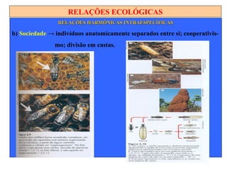 RELAÇÕES ECOLÓGICAS
RELAÇÕES HARMÔNICAS INTRAESPECÍFICASRELAÇÕES HARMÔNICAS INTRAESPECÍFICAS
b) Sociedade → indivíduos anatomicamente separados entre si; cooperativis-
mo; divisão em castas.
 