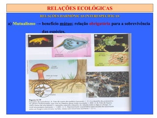 RELAÇÕES ECOLÓGICAS
RELAÇÕES HARMÔNICAS INTERESPECÍFICASRELAÇÕES HARMÔNICAS INTERESPECÍFICAS
a) Mutualismo → benefício mútuo; relação obrigatória para a sobrevivência
das espécies.
 