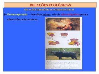 RELAÇÕES ECOLÓGICAS
RELAÇÕES HARMÔNICAS INTERESPECÍFICASRELAÇÕES HARMÔNICAS INTERESPECÍFICAS
b) Protocooperação → benefício mútuo; relação não-obrigatória para a
sobrevivência das espécies.
 