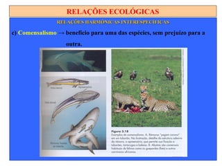 RELAÇÕES ECOLÓGICAS
RELAÇÕES HARMÔNICAS INTERESPECÍFICASRELAÇÕES HARMÔNICAS INTERESPECÍFICAS
c) Comensalismo → benefício para uma das espécies, sem prejuízo para a
outra.
 