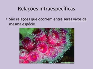 Relações intraespecíficas
• São relações que ocorrem entre seres vivos da
mesma espécie.

 