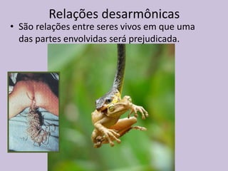 Relações desarmônicas

• São relações entre seres vivos em que uma
das partes envolvidas será prejudicada.

 