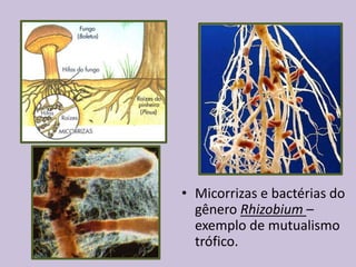 • Micorrizas e bactérias do
gênero Rhizobium –
exemplo de mutualismo
trófico.

 