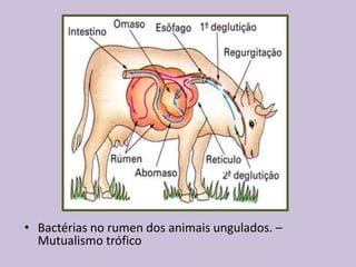 • Bactérias no rumen dos animais ungulados. –
Mutualismo trófico

 