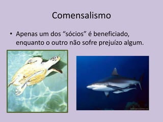 Comensalismo
• Apenas um dos “sócios” é beneficiado,
enquanto o outro não sofre prejuízo algum.

 