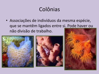 Colônias
• Associações de indivíduos da mesma espécie,
que se mantêm ligados entre si. Pode haver ou
não divisão de trabalho.

 