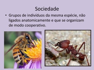 Sociedade
• Grupos de indivíduos da mesma espécie, não
ligados anatomicamente e que se organizam
de modo cooperativo.

 