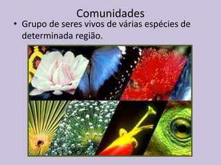 Comunidades

• Grupo de seres vivos de várias espécies de
determinada região.

 