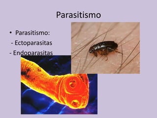 Parasitismo
• Parasitismo:
- Ectoparasitas
- Endoparasitas

 