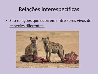 Relações interespecíficas
• São relações que ocorrem entre seres vivos de
espécies diferentes.

 