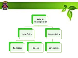 Relação
Intraespecífica
Harmônica
Sociedade Colônia
Desarmônica
Canibalismo
 