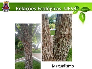 Relações Ecológicas -UESB
Mutualismo
 