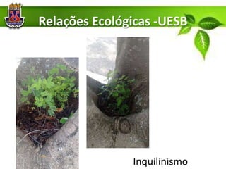 Relações Ecológicas -UESB
Inquilinismo
 