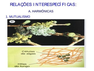 RELAÇÕES I NTERESPECÍ FI CAS:
A. HARMÔNICAS
1. MUTUALISMO
 