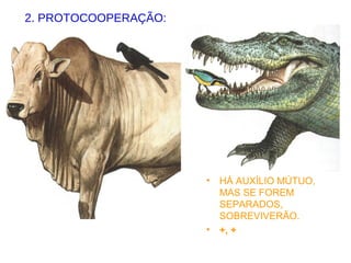 2. PROTOCOOPERAÇÃO:
• HÁ AUXÍLIO MÚTUO,
MAS SE FOREM
SEPARADOS,
SOBREVIVERÃO.
• +, +
 