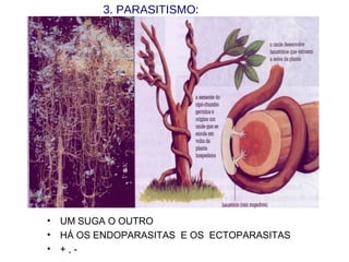 3. PARASITISMO:
• UM SUGA O OUTRO
• HÁ OS ENDOPARASITAS E OS ECTOPARASITAS
• + , -
 